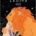 Zodiac Tarot                                                                                                            